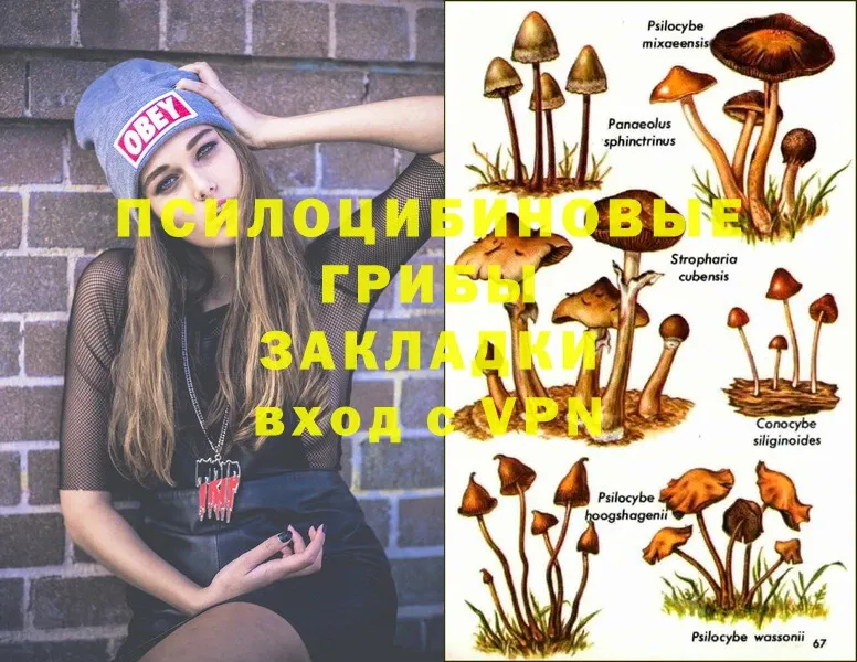 Галлюциногенные грибы Magic Shrooms  где найти наркотики  Моршанск 